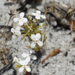 Stylidium guttatum