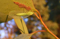Plesiochrysa ramburi