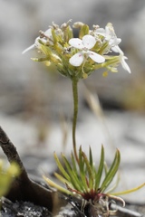 Stylidium guttatum