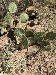 Opuntia confusa