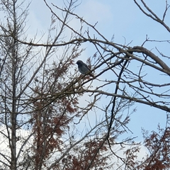 Phoenicurus ochruros