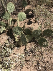 Opuntia confusa