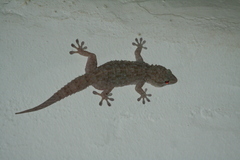 Tarentola parvicarinata