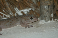 Tarentola parvicarinata