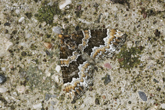 Electrophaes corylata