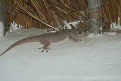 Tarentola parvicarinata