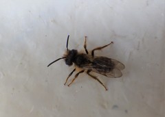 Andrena flavipes