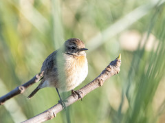 Saxicola rubicola