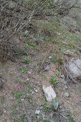 Primula fedtschenkoi