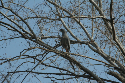 Dark Chanting-Goshawk
