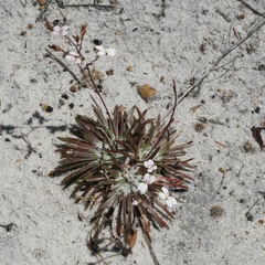 Stylidium caespitosum