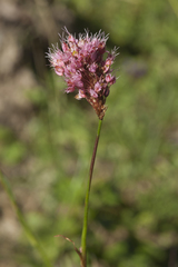 Bistorta carnea