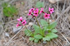 Primula fedtschenkoi