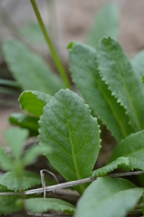Primula fedtschenkoi