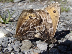 Oeneis glacialis