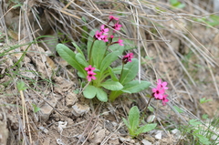 Primula fedtschenkoi