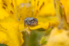 Dendryphantes