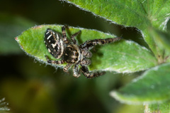 Dendryphantes fusconotatus