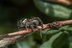 Dendryphantes fusconotatus