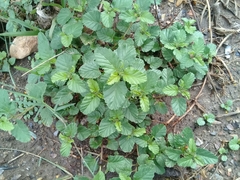 Malvastrum coromandelianum