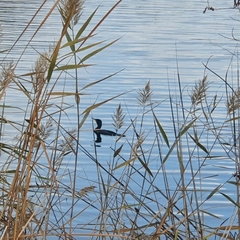 Phalacrocorax carbo