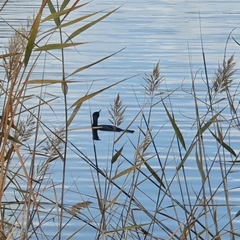 Phalacrocorax carbo