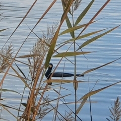 Phalacrocorax carbo