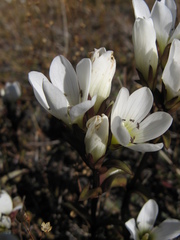 Gentianella serotina