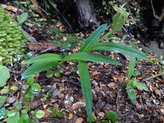 Pterostylis auriculata