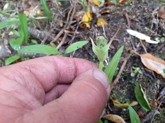 Pterostylis auriculata