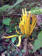 Clavulinopsis fusiformis image