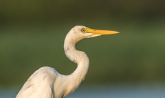 Ardea intermedia