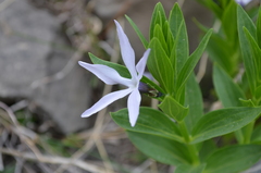 Vinca erecta