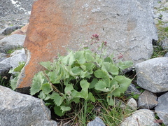 Adenostyles leucophylla