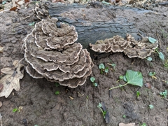 Trametes versicolor