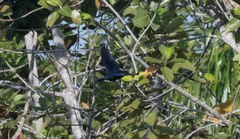 Lamprotornis splendidus