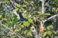 Lamprotornis splendidus