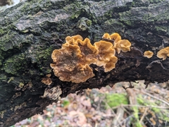 Stereum hirsutum