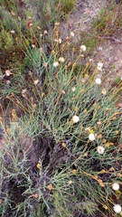 Heterolepis peduncularis