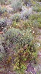 Heterolepis peduncularis
