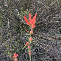 Castilleja integrifolia