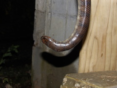 Laticauda semifasciata