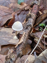 Mycena galericulata