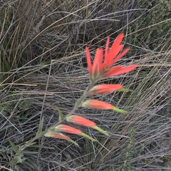 Castilleja integrifolia