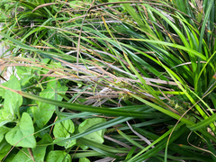 Carex wahuensis