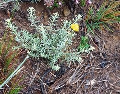 Helichrysum rutilans