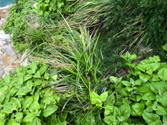 Carex wahuensis
