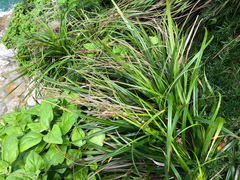 Carex wahuensis