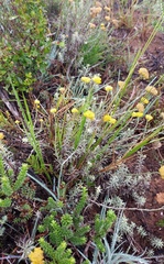 Helichrysum rutilans