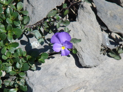 Viola cenisia